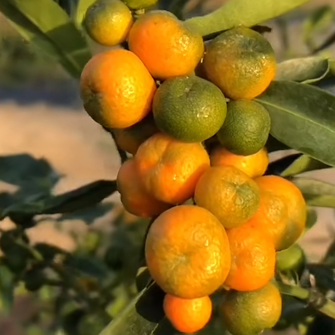 直播间一物一拍 日豆 凤巢 龙骨豆盆景适合室内外种植观果绿植