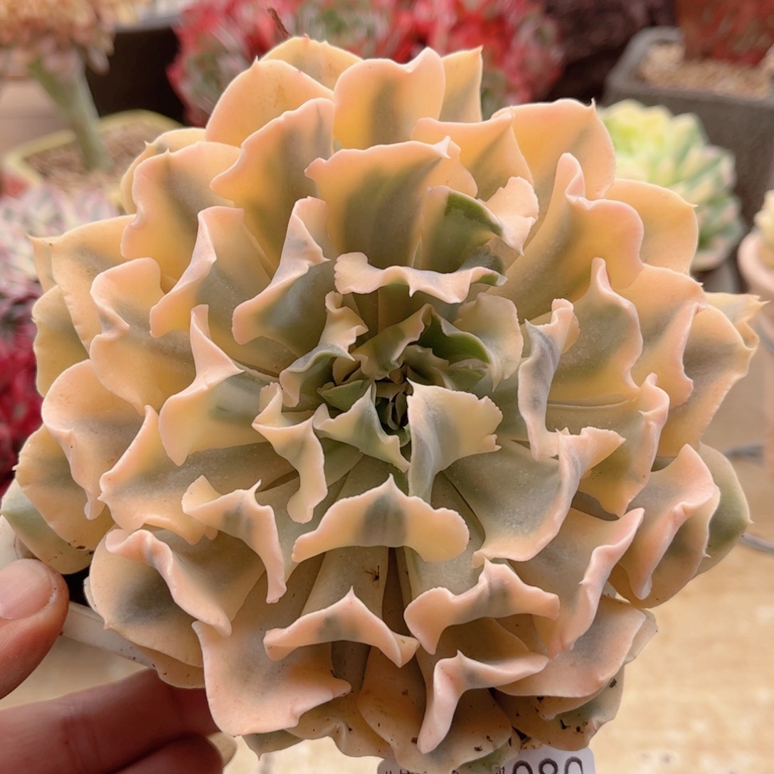 080贝加尔湖锦德华多肉