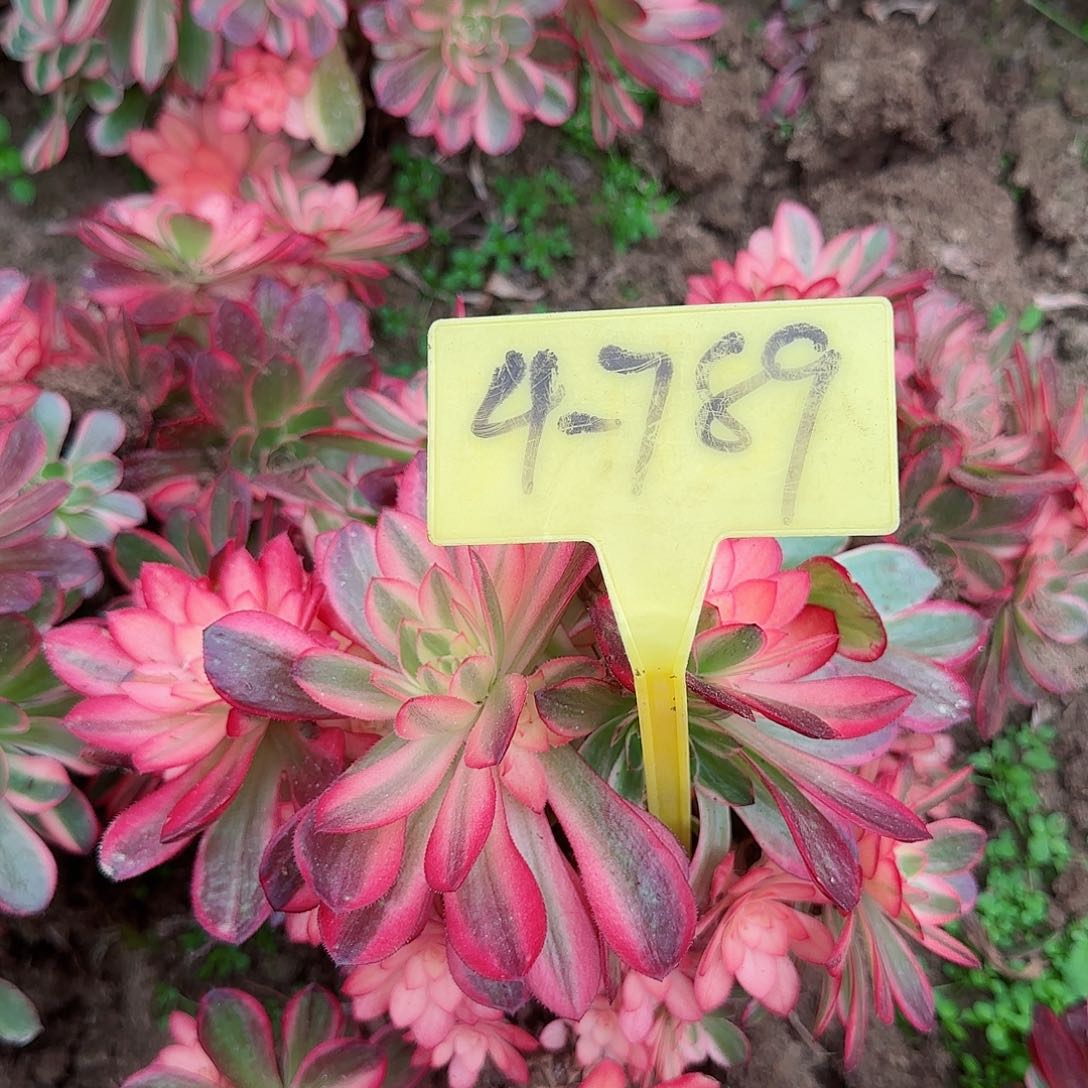 4-789---母本有砍的