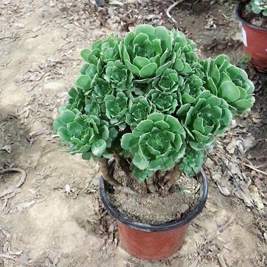 九***°绿玫瑰法师000005