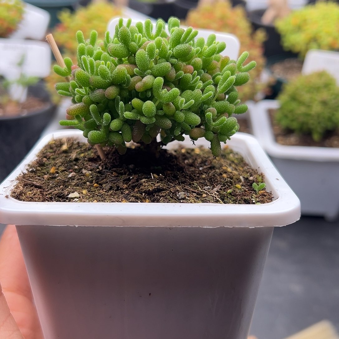 1007号密橘糖球12.30多肉