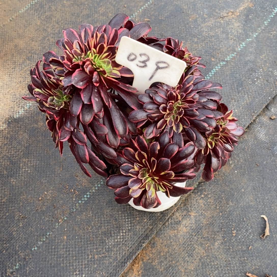 红陶一物一拍多肉法师039