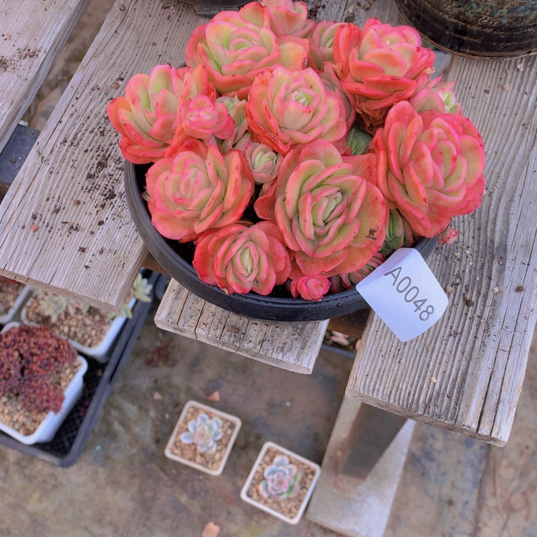 m***洋闪购多肉1棵a0048带盆土