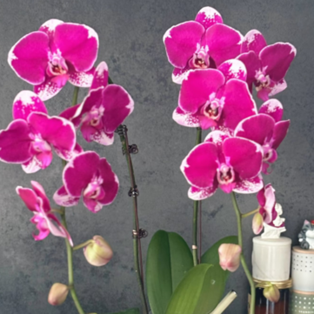 蝴蝶兰———(美少女开花发货花不售后