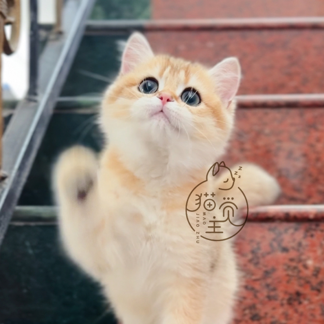 花花妹妹-英短金渐层猫咪【猫觉主】