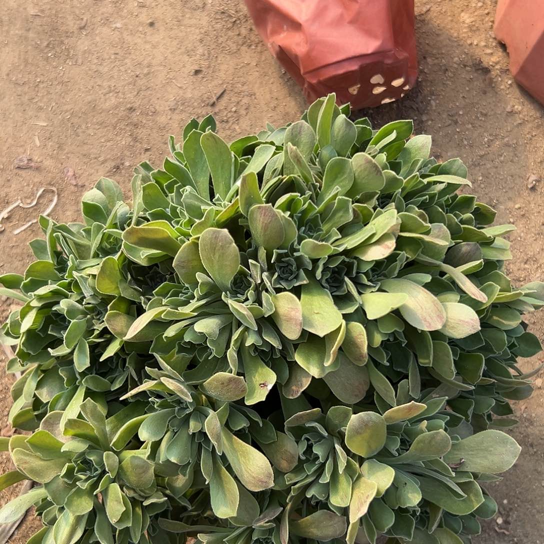 冰融多肉植物植物营养液