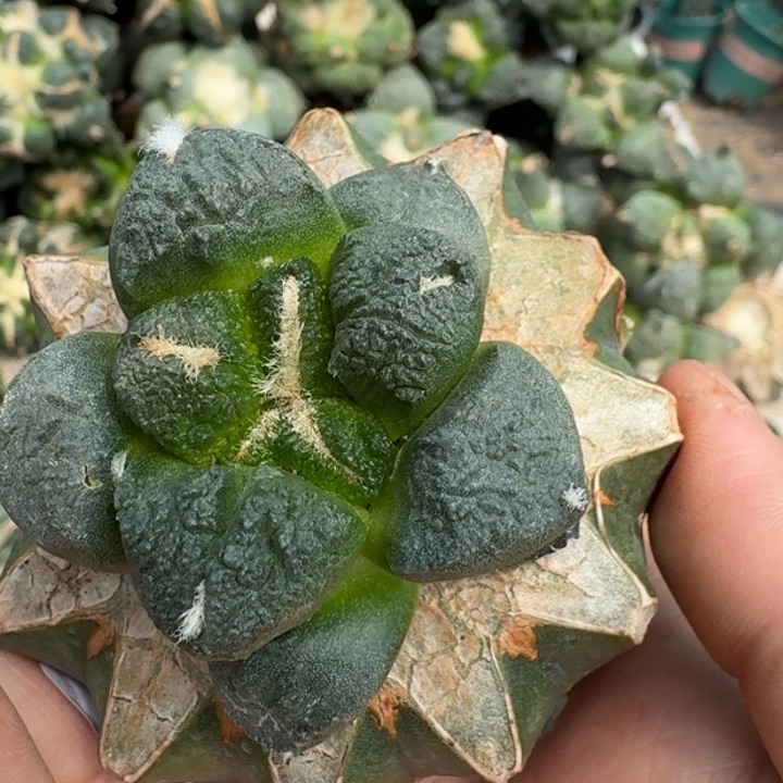 【闪购商品】无花朵自**生大尤连山089