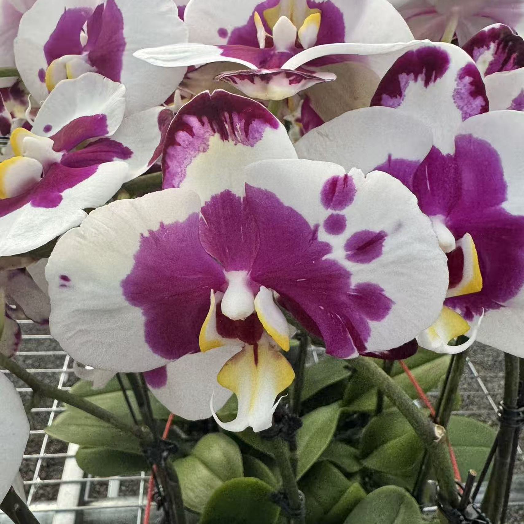 兰屿LYSLAND【熊猫】蝴蝶兰鲜花盆栽
