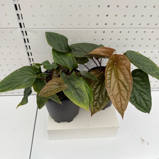 丛生恶魔花烛 随机发花烛热植