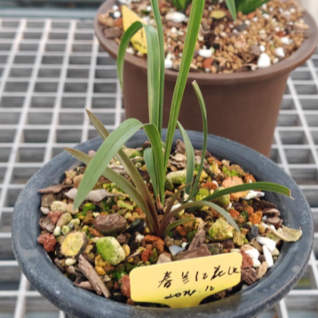 悦兰堂兰花蕙兰春兰直播间拍品