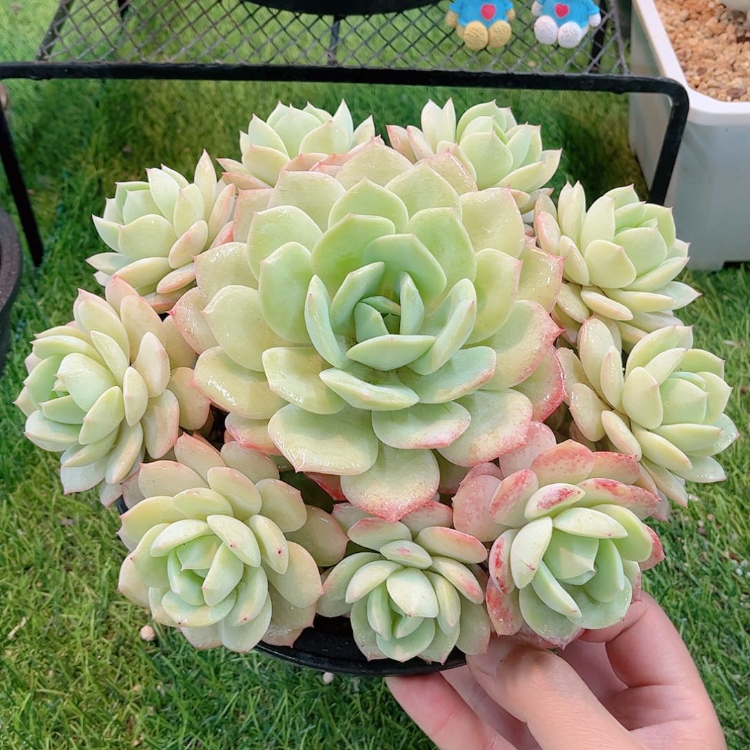 韩版恋曲捧花多肉