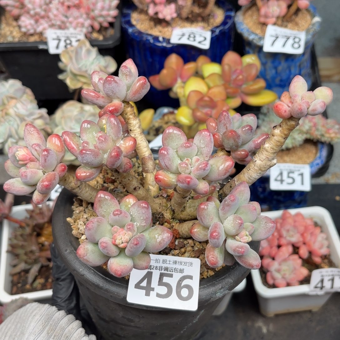 樱花奶整群无盆土