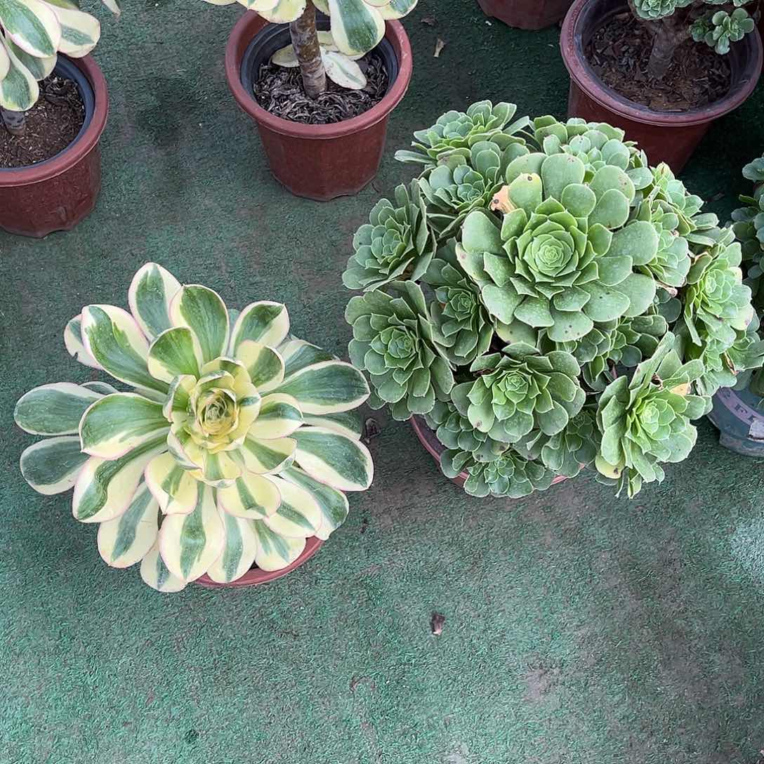 最***次hhhhhhhhhhhhhhhhhhh