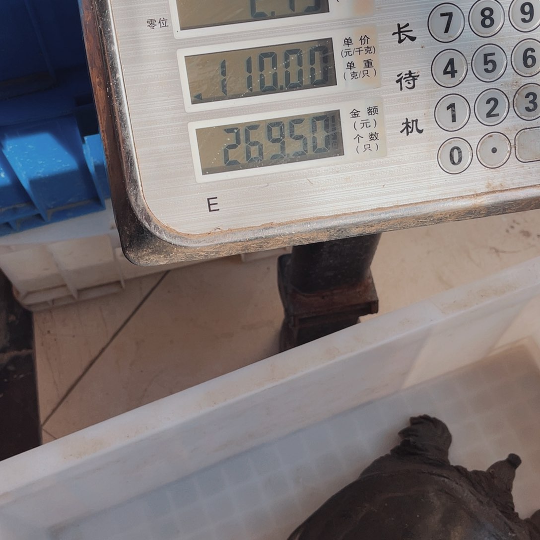 中国大陆野生甲鱼包邮包活