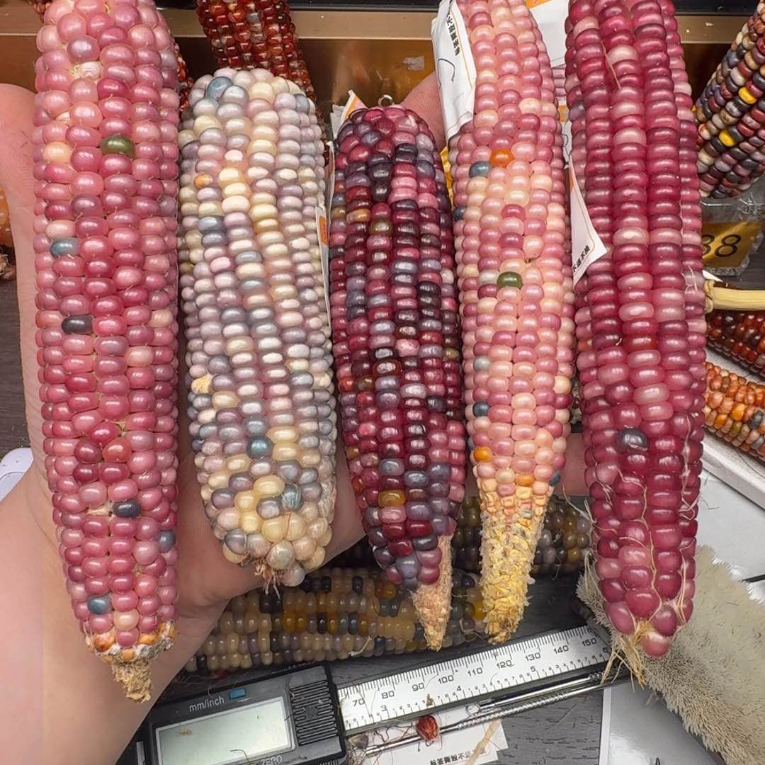 柏香籽/百香籽吊坠粉****主