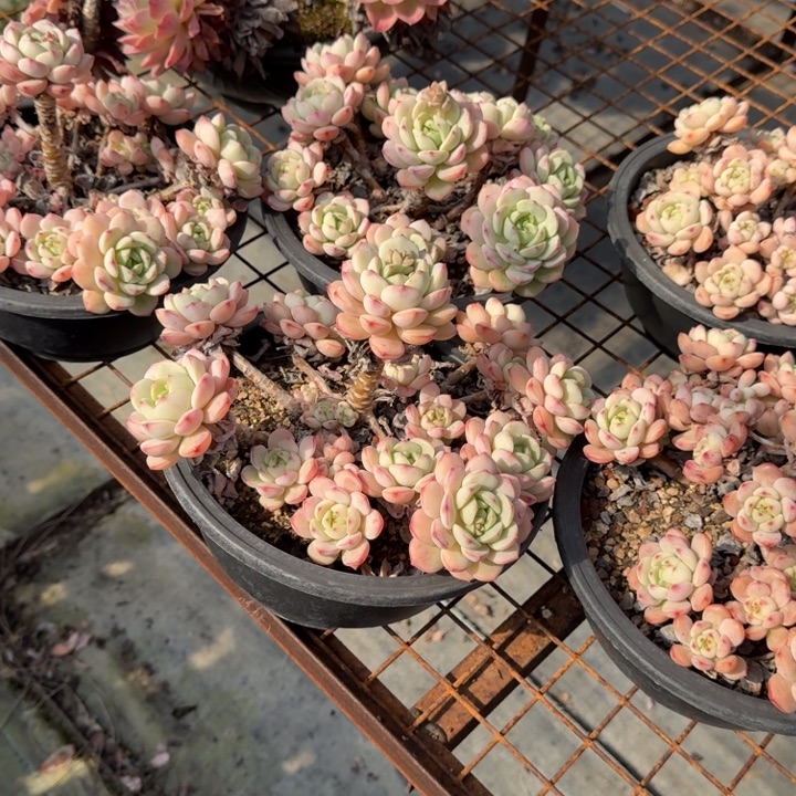 香草极致状态多肉植物