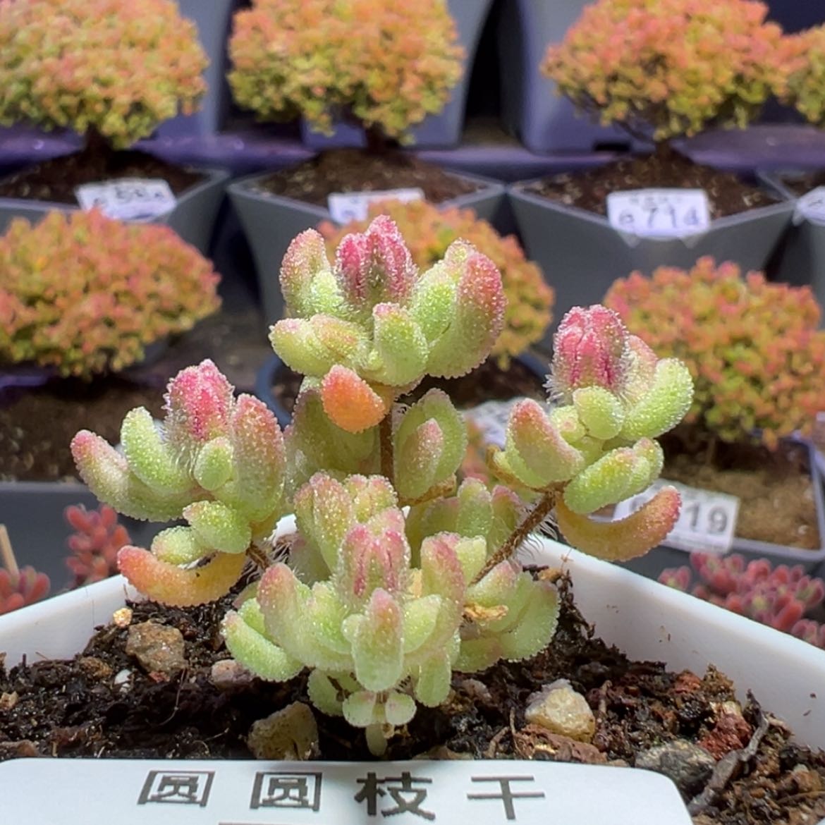 【闪购商品】e791红宝石锦枝干番杏