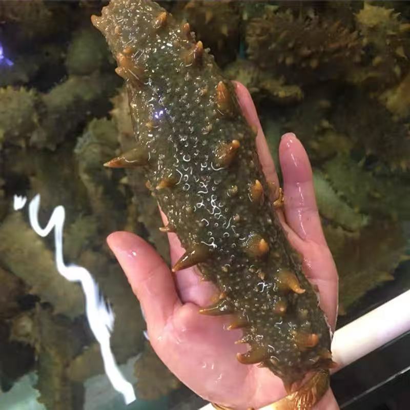 【小时达】鲜活海参8只1.5斤左右