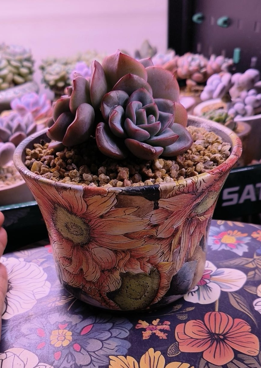 瑶宸景德镇手工手绘多肉花盆万象一物一拍