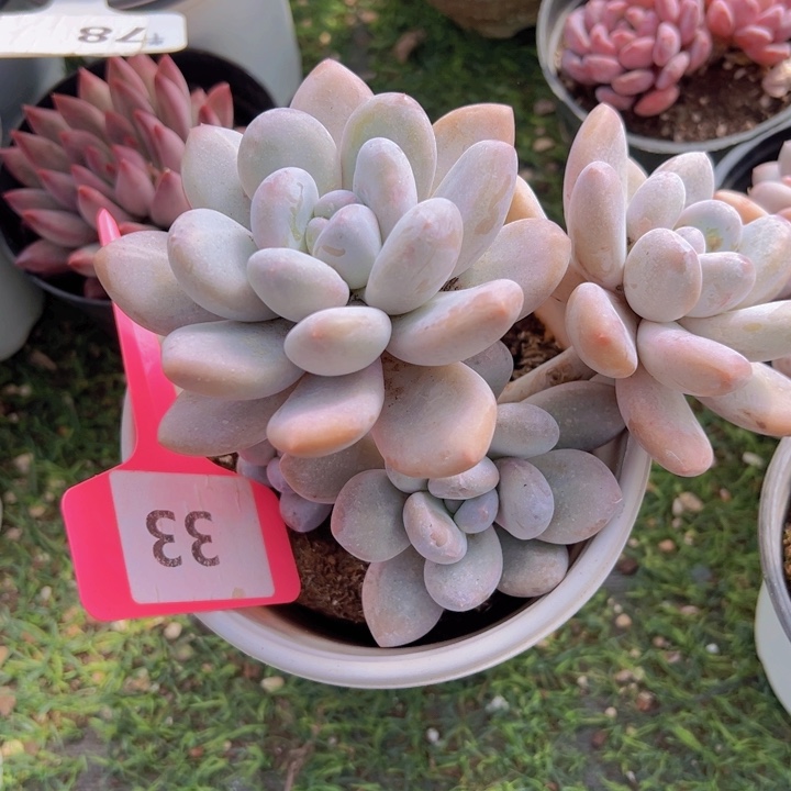 健健康康平平安安