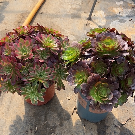 多肉植物组合两个18