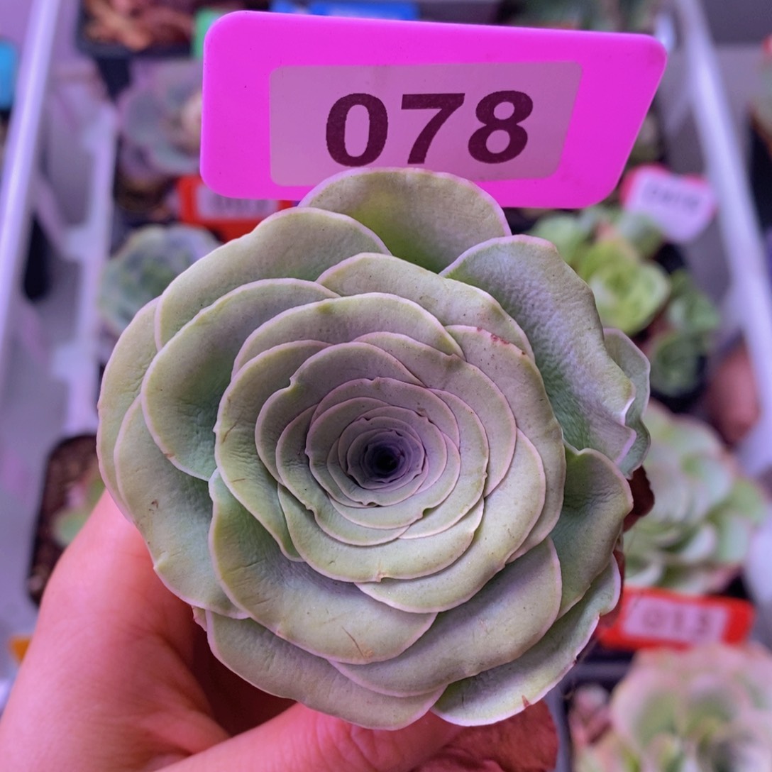 花朵脸玫瑰一物一拍078