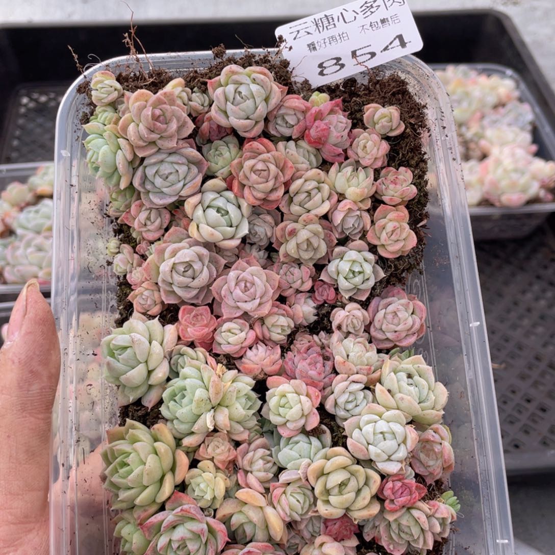 云糖心多肉植物854