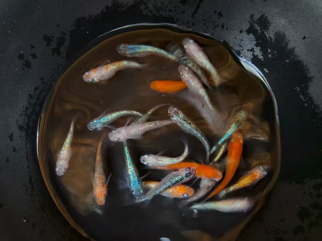 直播一物一拍 包邮包损