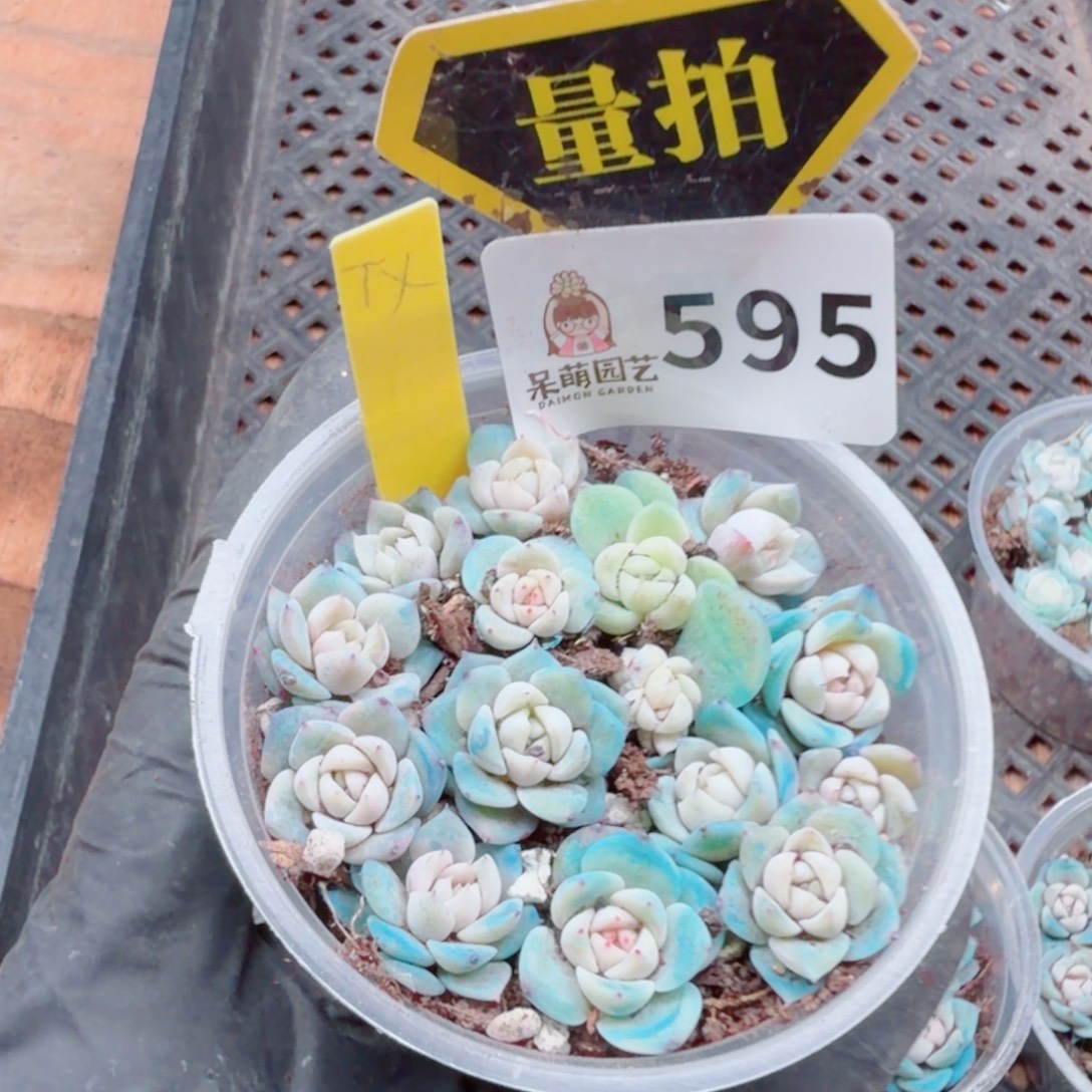 多肉植物多肉植物