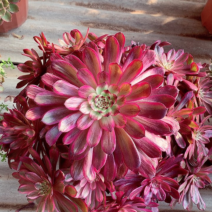 紫霞仙子，多肉植物