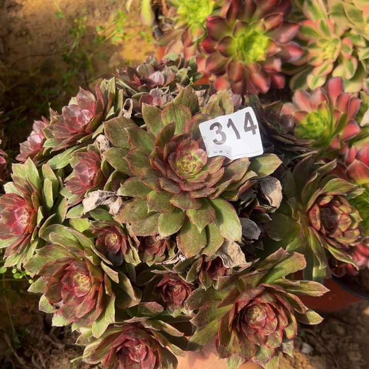 红霞多肉植物314