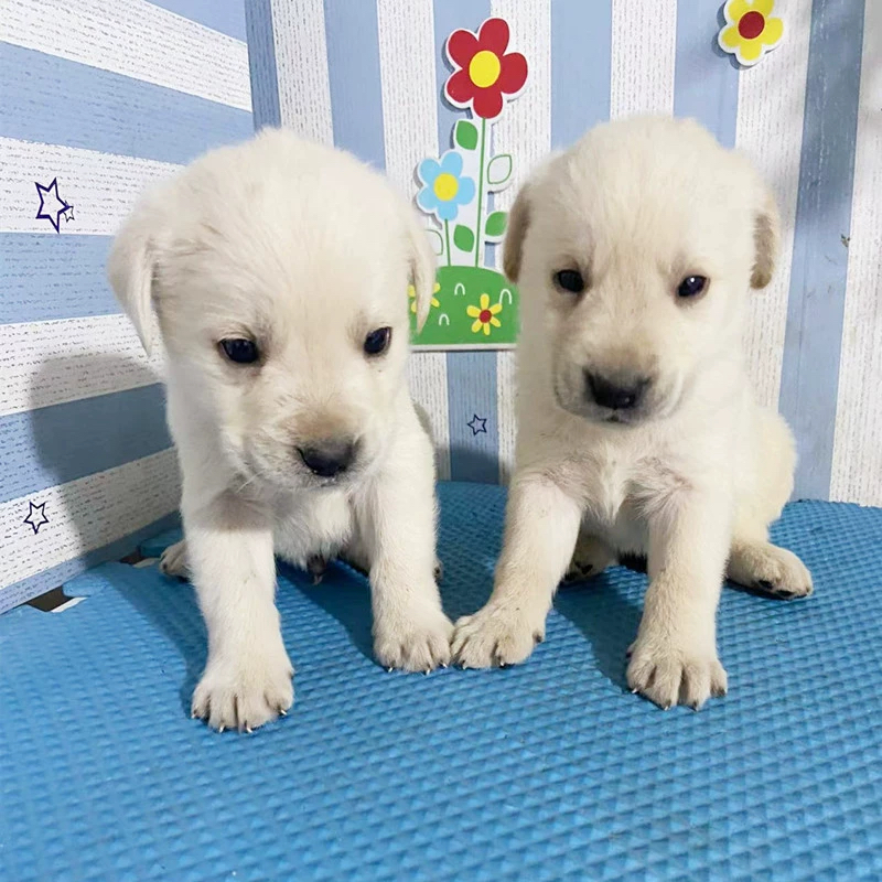 拉拉混血田园犬活体狗狗中华田园犬活体
