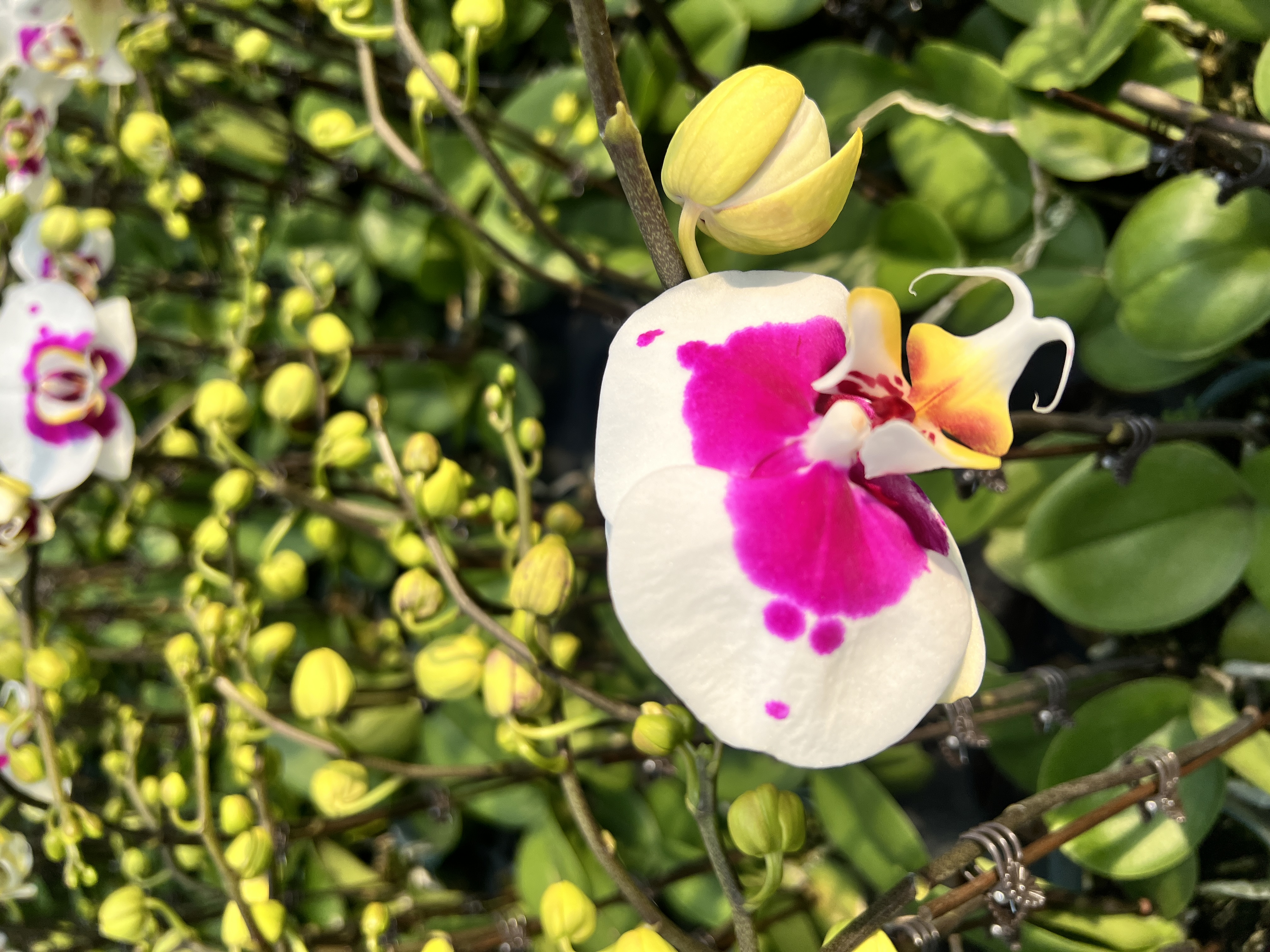 A+【彩绘】蝴蝶兰带花苞优雅有档次好养室内前台乔迁送礼好寓意