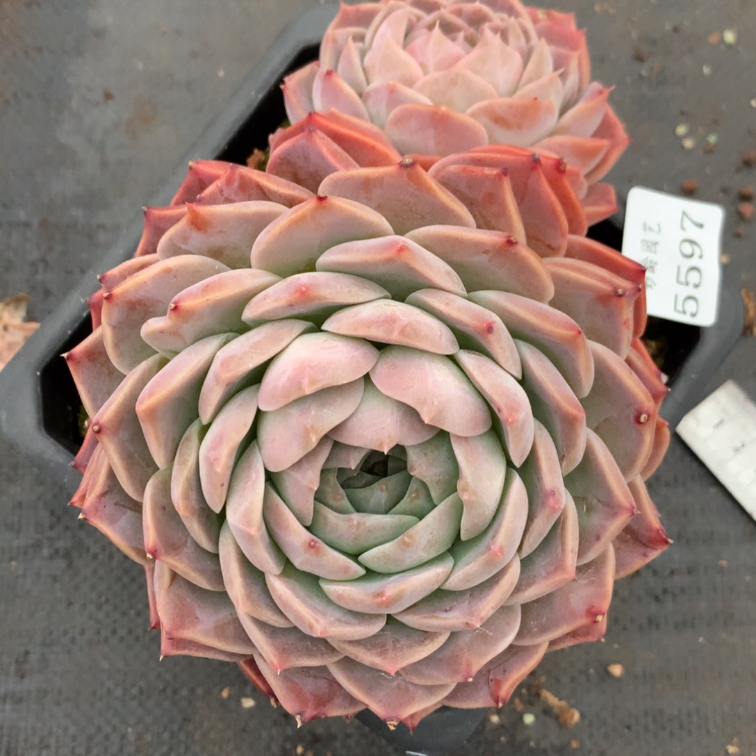 5597杂交多肉植物