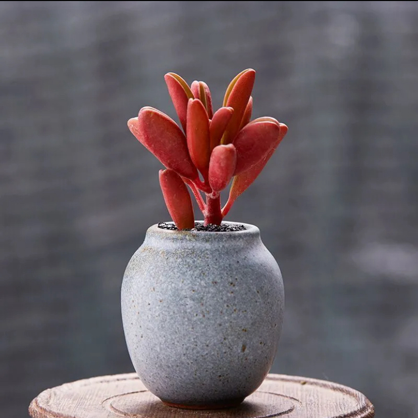 稀有贵货红背椒草多肉老桩美观趣味净化空气