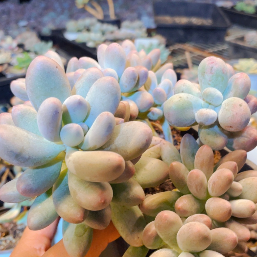 汤圆石化锦多肉植物