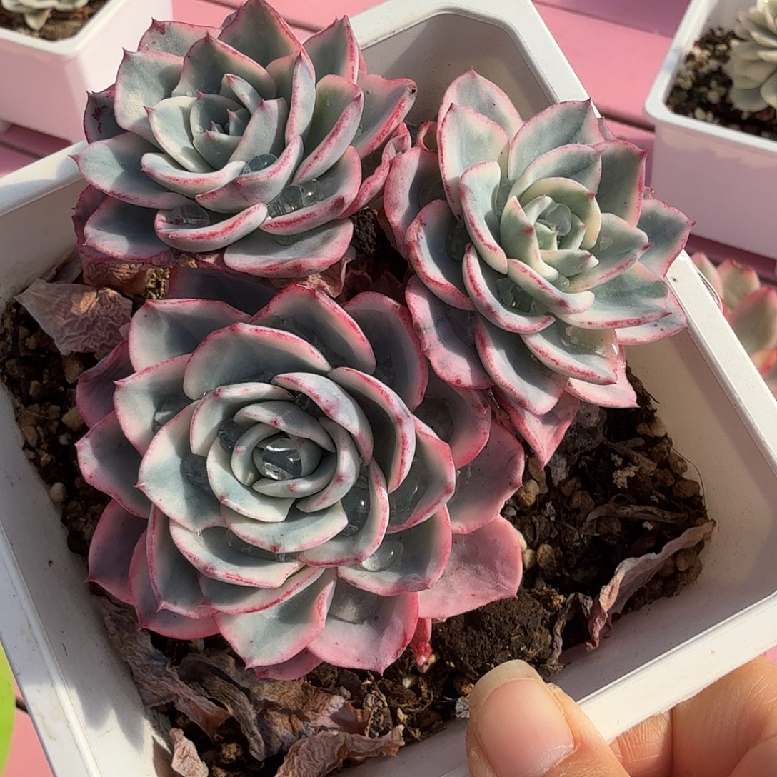 奶油黄桃锦群，小桩子