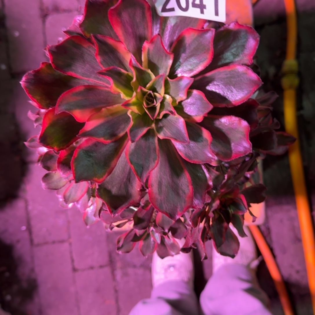 青***華魅影绿体多肉植物2041