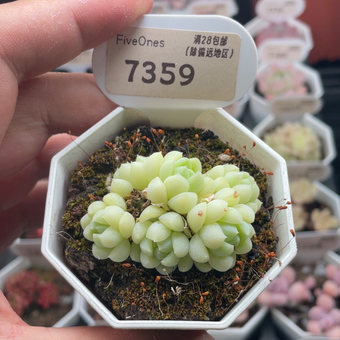 白月光7359-5厘米