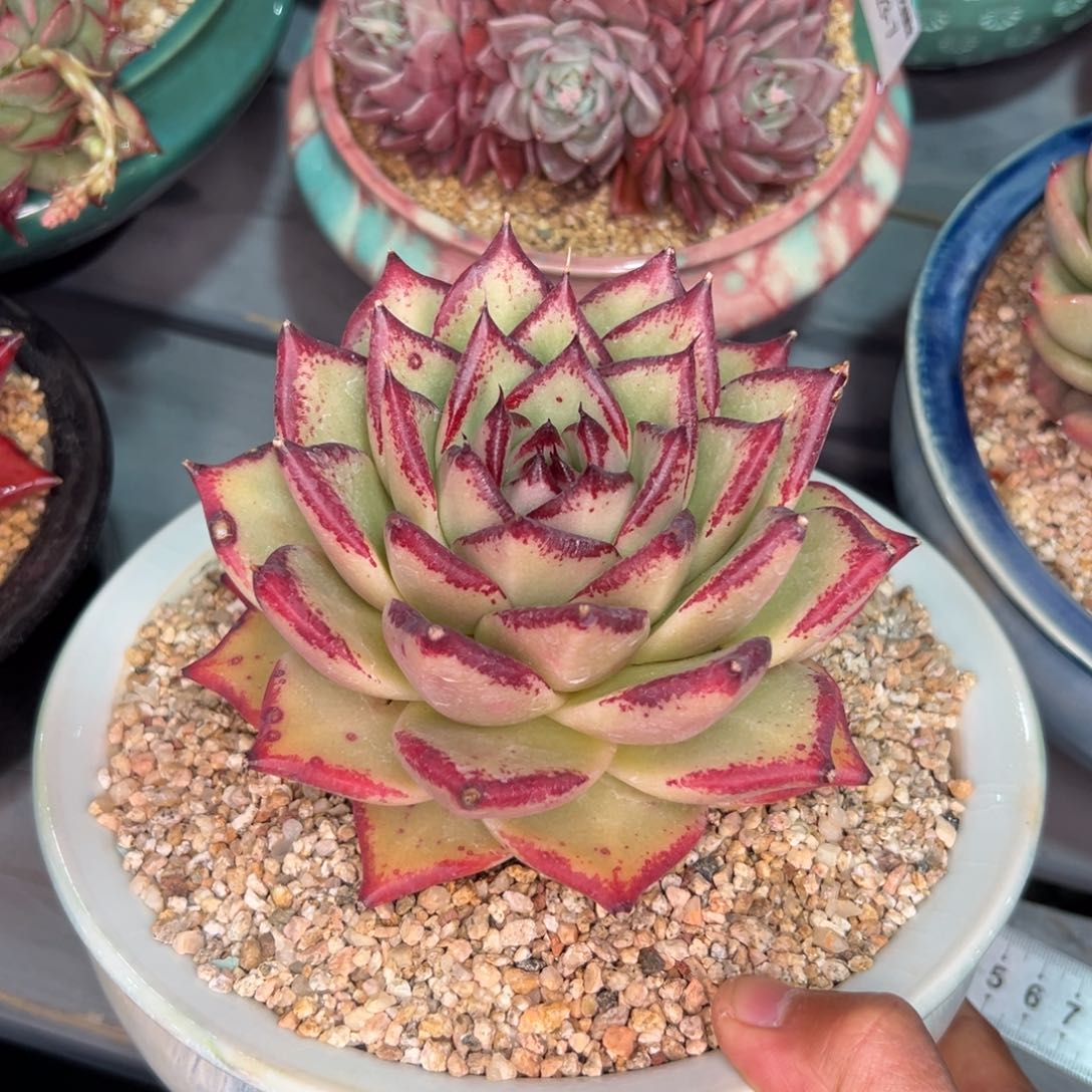 多肉一物一拍0223-530