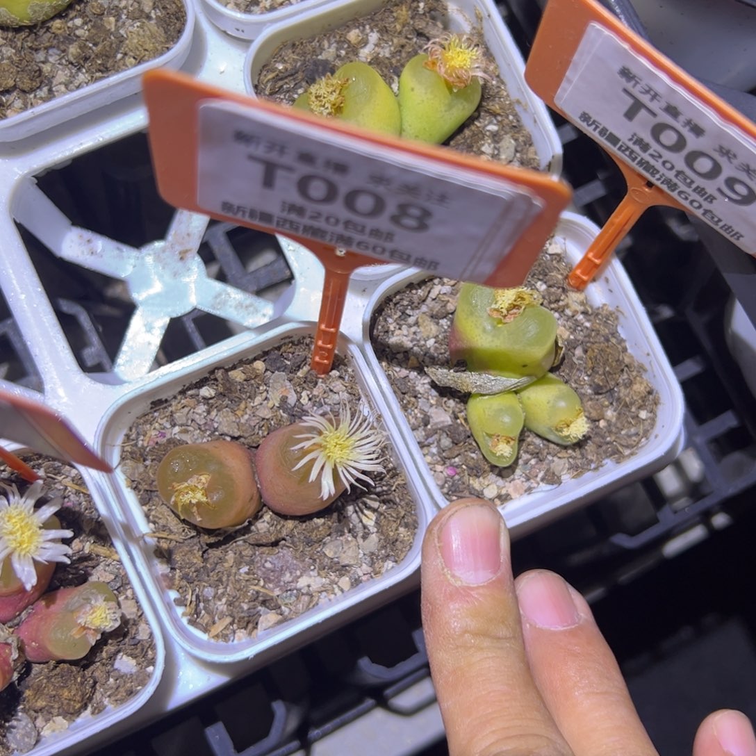 008009 一物一拍，默认有伤，介意勿拍，不退不换