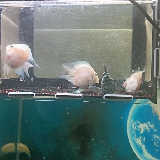 海水鱼热带小型观赏鱼迷你鹦鹉