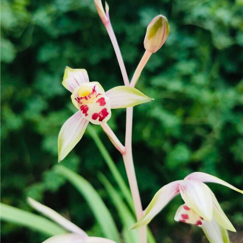 正品基地兰花建兰双全高山流水浓香型绿植花卉