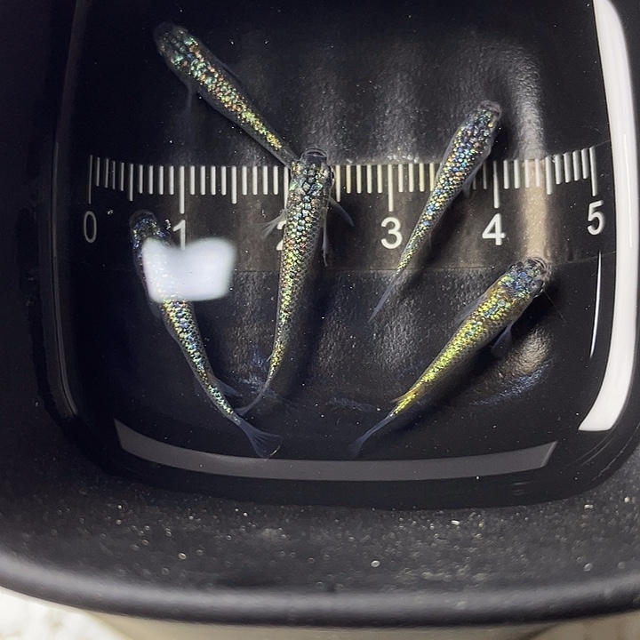 青鳉鱼海王星5条，3号，满15包邮，可叠单