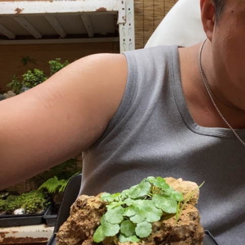 红陶一物一拍所见即所得65