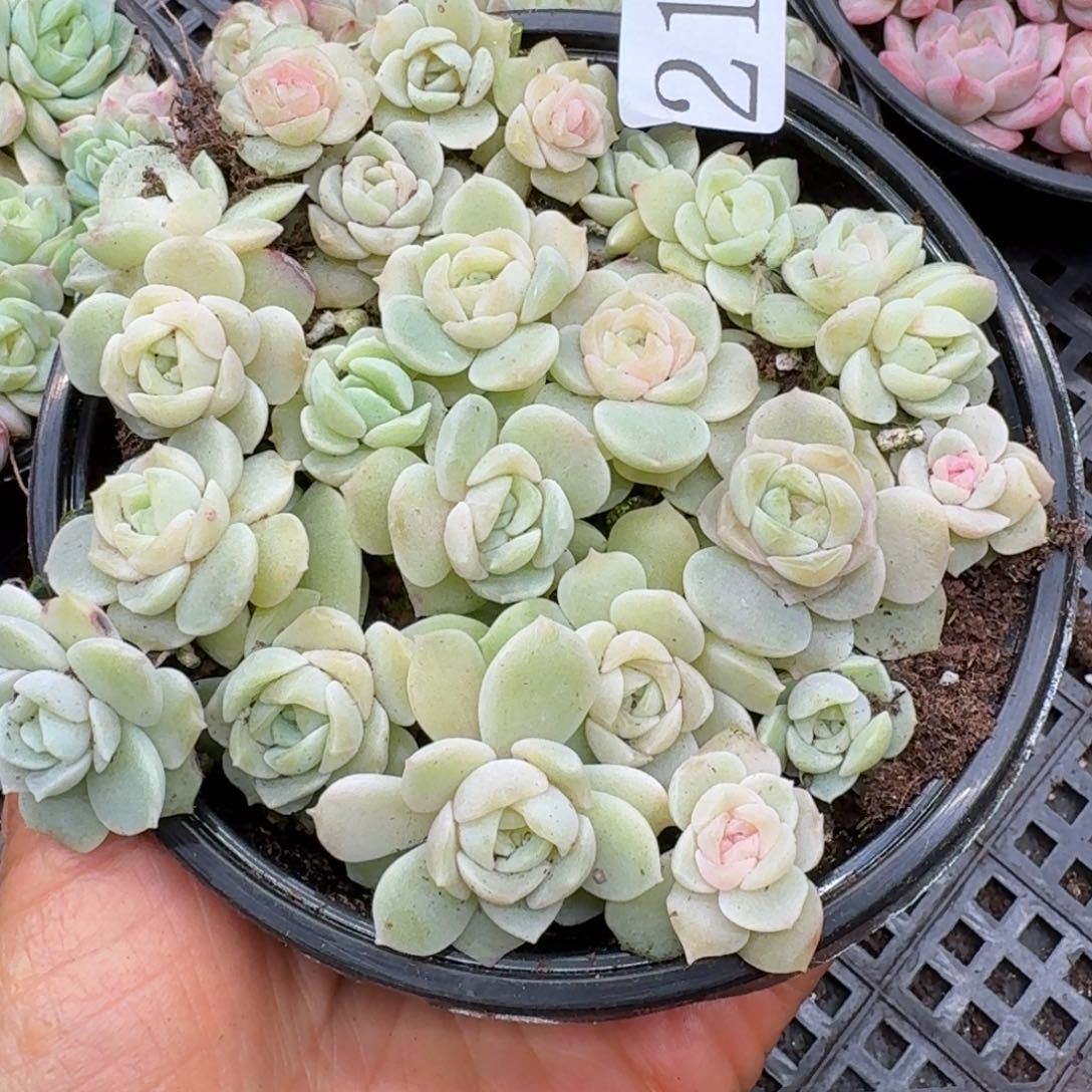 多肉植物多肉植物216