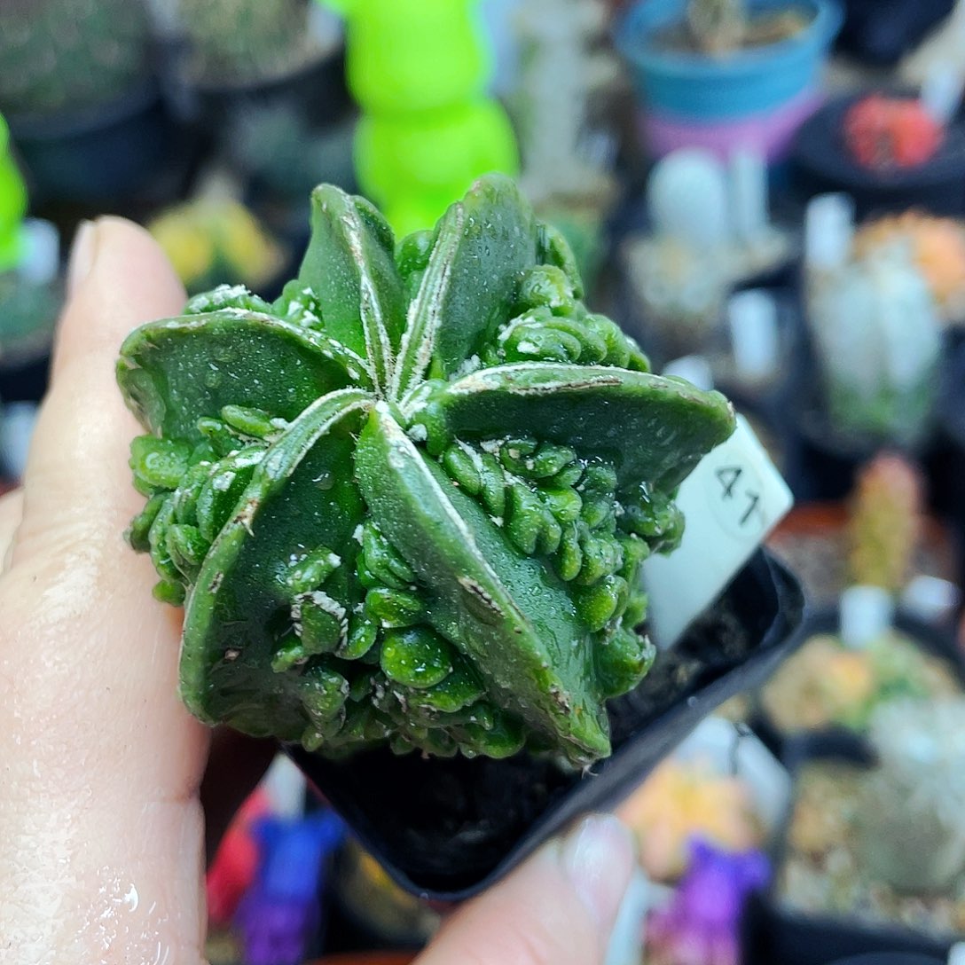 非偏远地区满25包邮仙人球