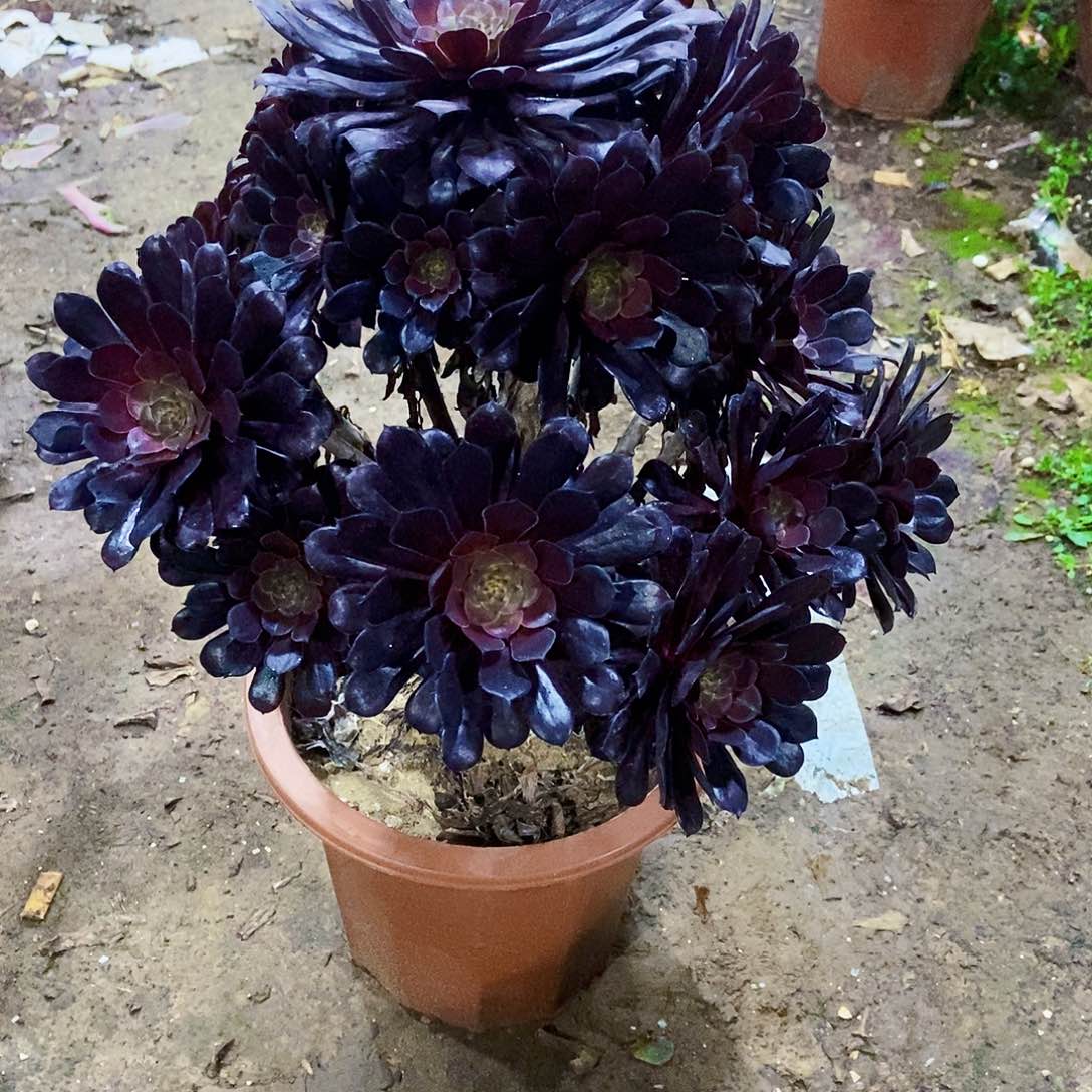 轻**光多肉134000000000000