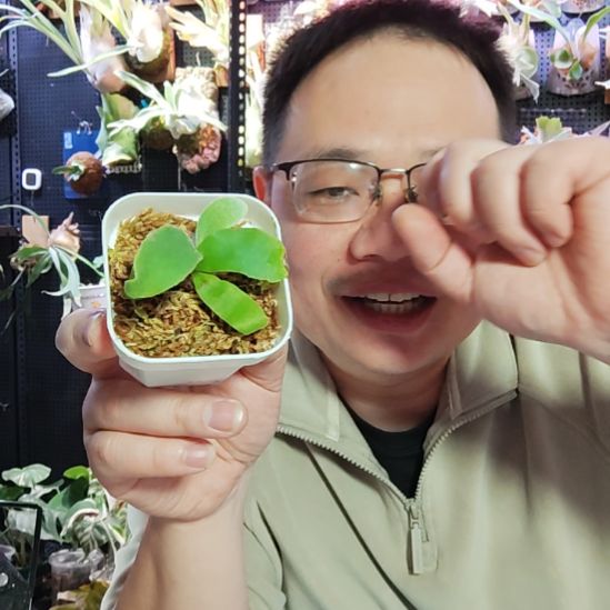 野银1号混A1鹿角蕨423