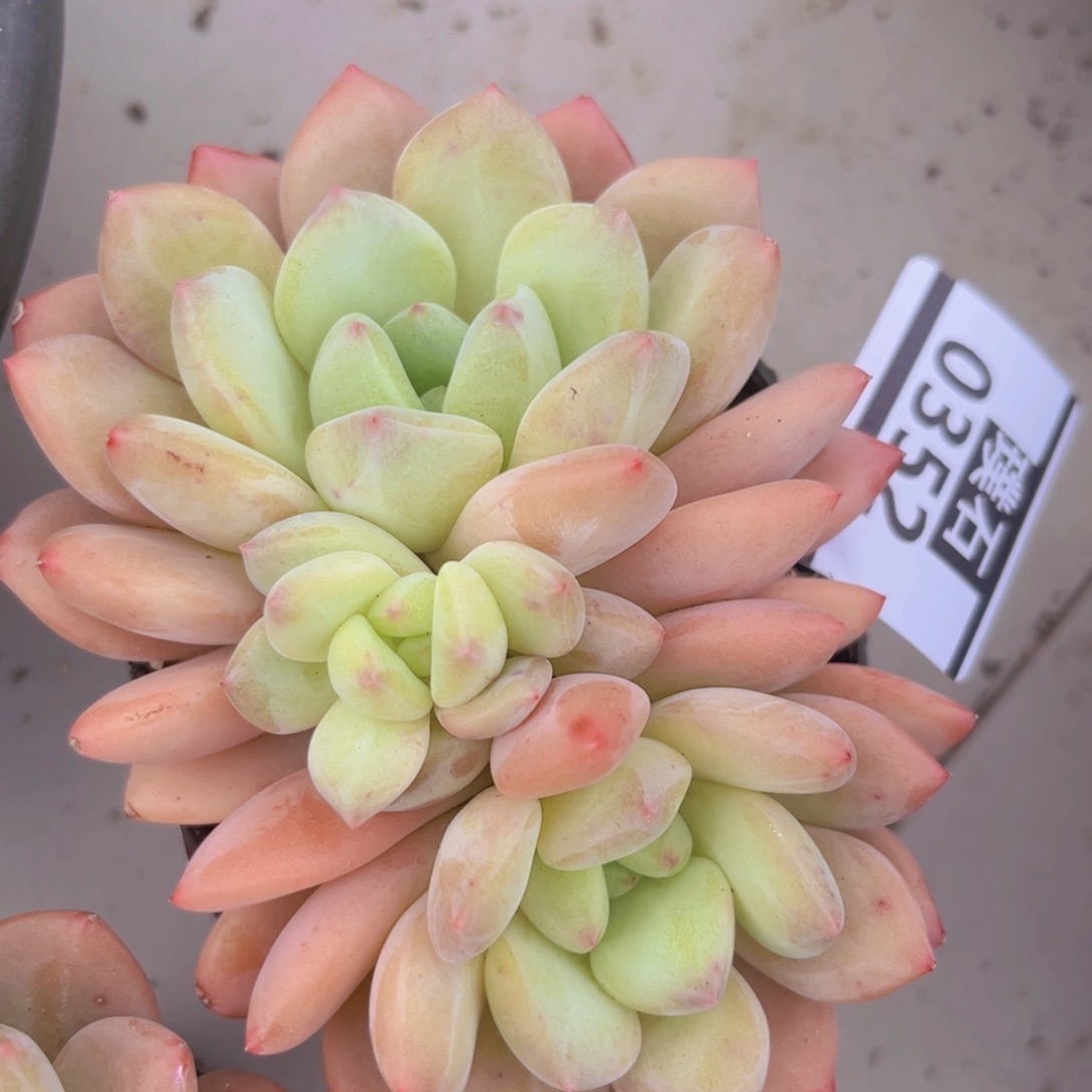 美人杂0352多肉植物